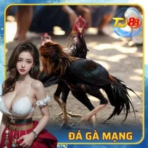 Đá Gà Mạng